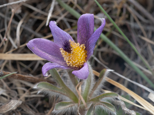 Pulsatilla chinensis (Bunge) Regel