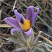 Pulsatilla chinensis - Photo (c) JL, some rights reserved (CC BY-NC-SA), uploaded by JL