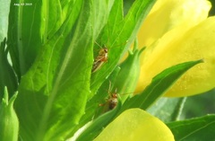 Adelphocoris suturalis