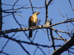 Turdus rufopalliatus graysoni