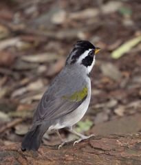 Arremon flavirostris