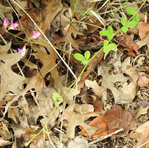 Image of Lespedeza texana by (c) saltyhiker, some rights reserved (CC BY)