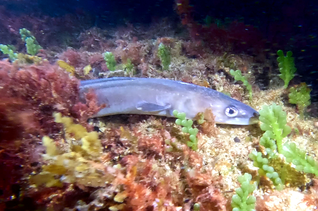 Australische congeraal (Conger wilsoni) — Congridae