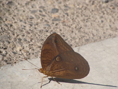Opsiphanes boisduvallii
