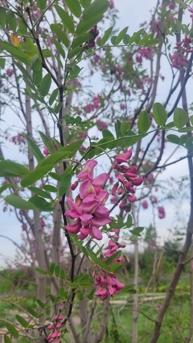 Robinia margaretta