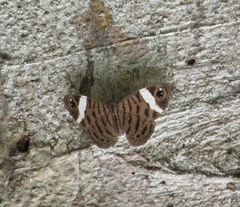 Ectima thecla astricta