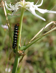 Xanthopastis regnatrix