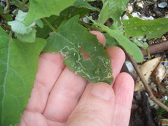 Liriomyza chenopodii