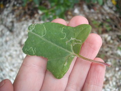 Liriomyza chenopodii