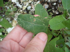 Liriomyza chenopodii