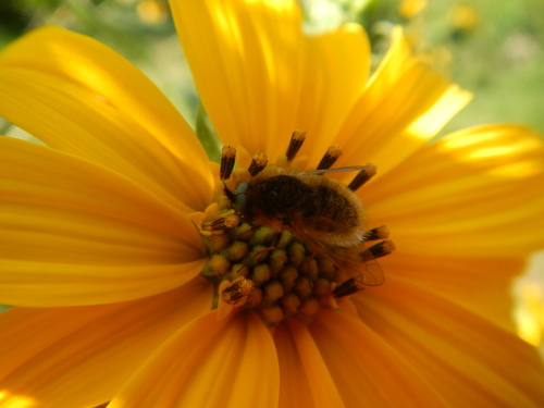 Aster Bee Fly photo 5