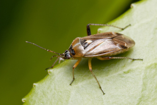Harpocera