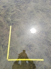 Zostera nigricaulis