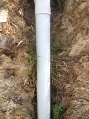 Trisetum arduanum