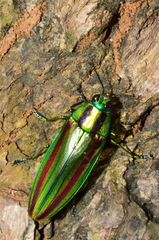 Chrysochroa fulgidissima