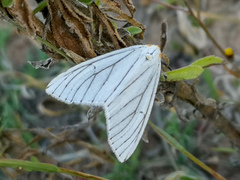 Neuromelia selectata