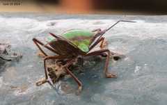 Pentatoma parametallifera