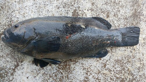 Chilean vieja (Graus nigra) — Kyphosidae — 2