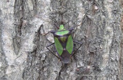 Pentatoma parametallifera