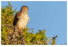 Accipiter bicolor