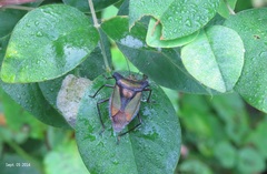 Pentatoma parametallifera