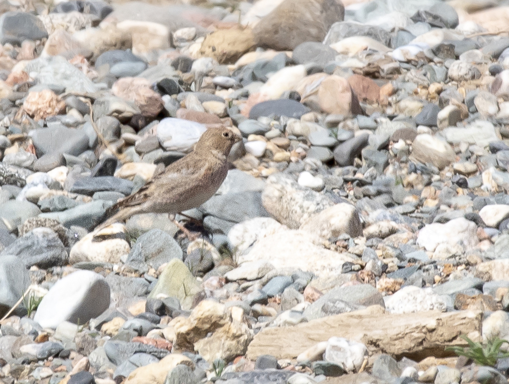 Mongolian Finch