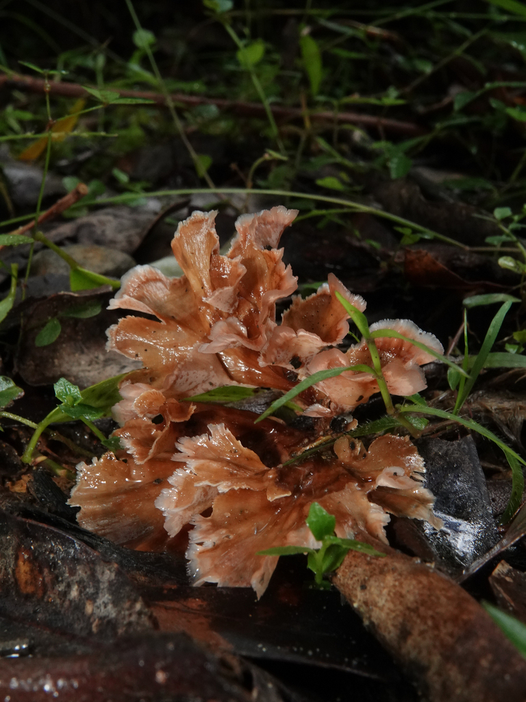 Wine Glass Fungus from Sydney NSW, Australia on May 17, 2023 at 1114