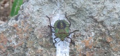 Pentatoma parametallifera