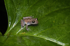 Esmeraldas Rainfrog photo 3