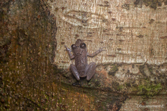 Esmeraldas Rainfrog photo 4