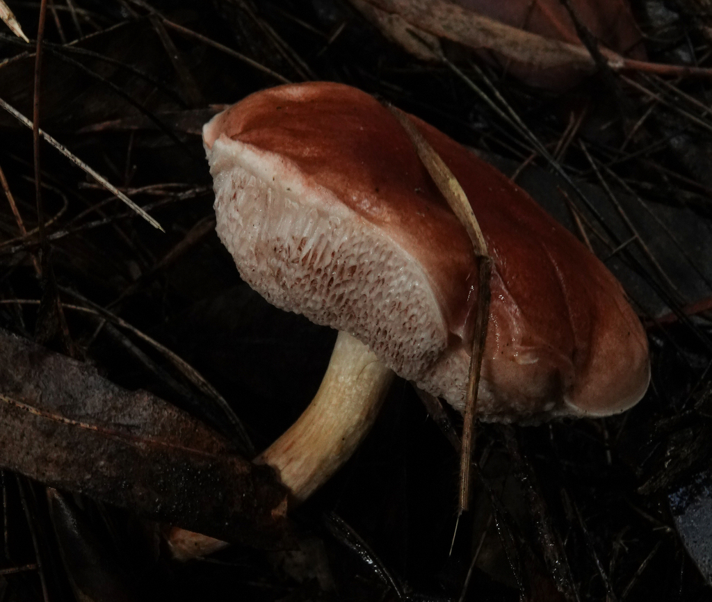marshmallow bolete from Sydney NSW, Australia on May 17, 2023 at 1145