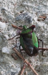 Pentatoma parametallifera