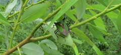 Pentatoma parametallifera