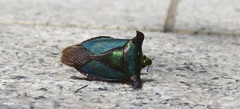 Pentatoma parametallifera