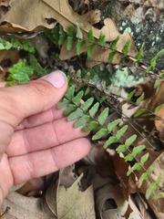 Asplenium resiliens image