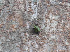 Pentatoma parametallifera