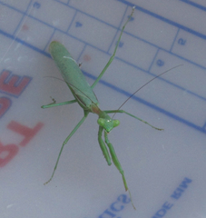 Stagmomantis limbata