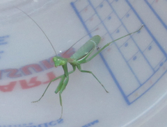 Stagmomantis limbata