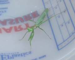 Stagmomantis limbata