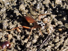 Mesostenus thoracicus