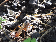 Mesostenus thoracicus