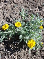 Thymophylla micropoides