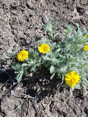 Thymophylla micropoides