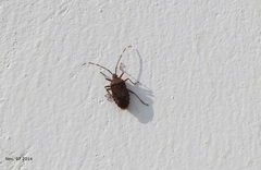 Urochela quadrinotata