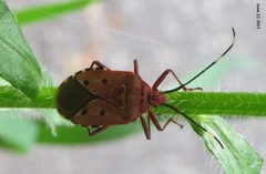 Urochela quadrinotata