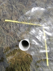 Zostera nigricaulis