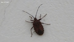 Urochela quadrinotata