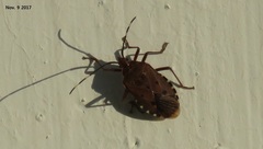 Urochela quadrinotata