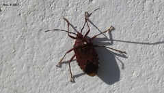 Urochela quadrinotata