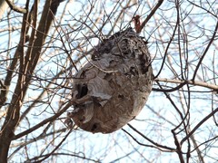 Dolichovespula maculata